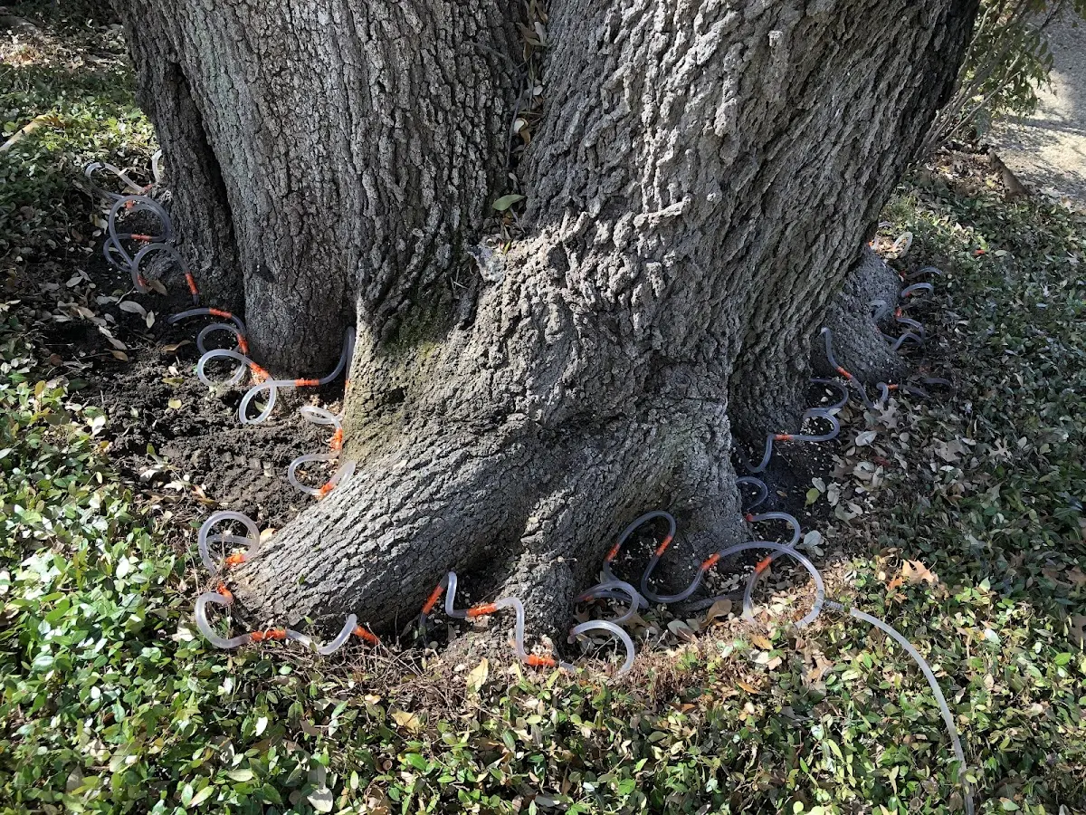 Detailed Tree Cabling and Bracing job site in Pennsburg