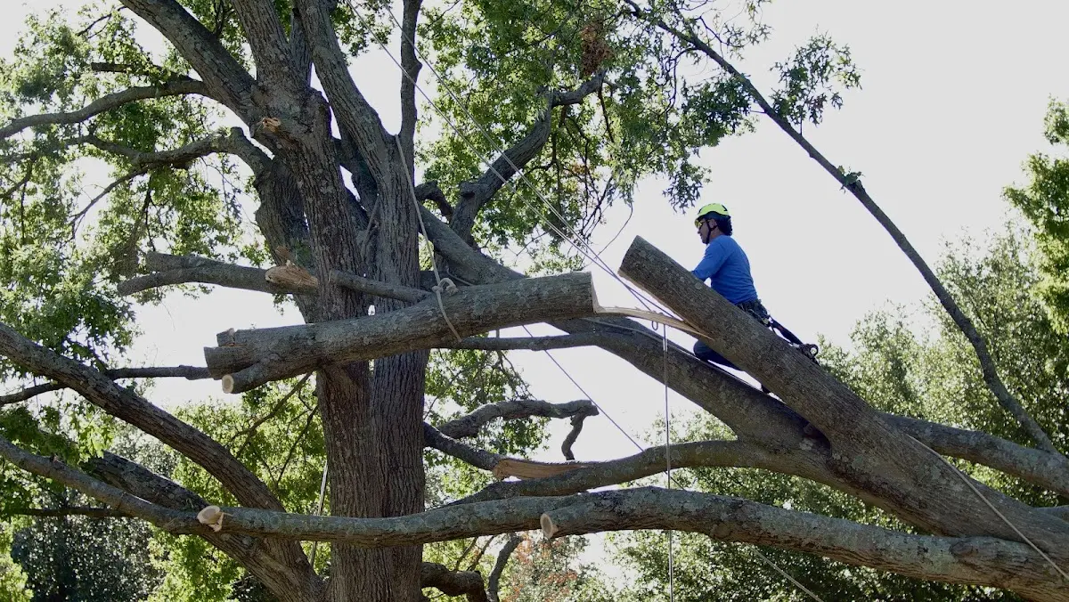 Professional Hazardous Tree Removal performed by certified arborists in Pennsburg