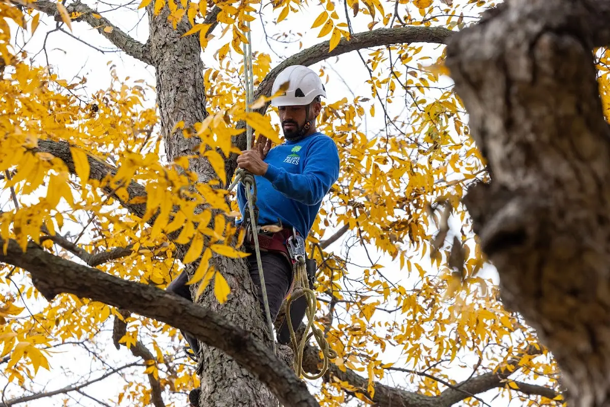 Skilled Tree Planting crew working in Pennsburg