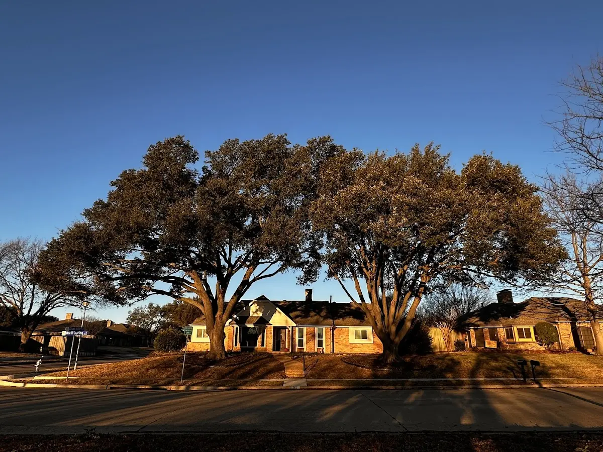 Established residential canopy tree shading a home in Pennsburg